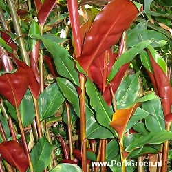 Hedychium greenii copyright www.PerkGroen.nl